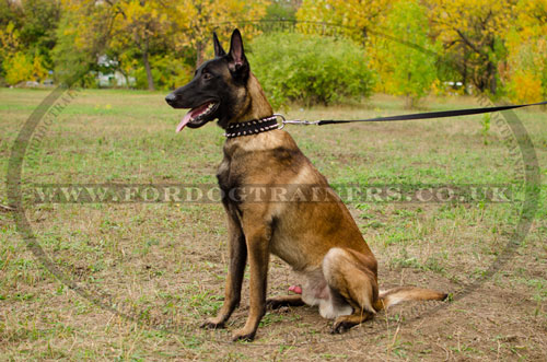 belgian malinois collar UK