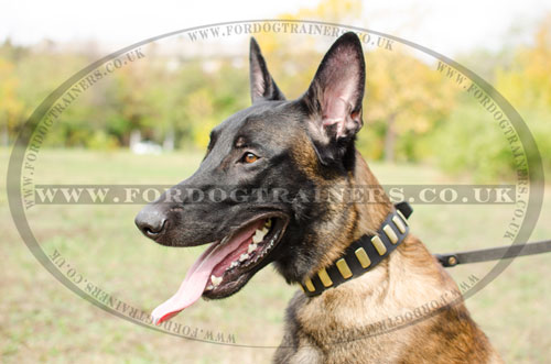 belgian shepherd malinois collar