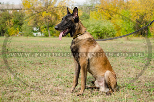 belgian shepherd malinois buy online