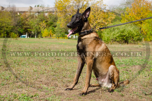 buy walking dog collar for belgian shepherd