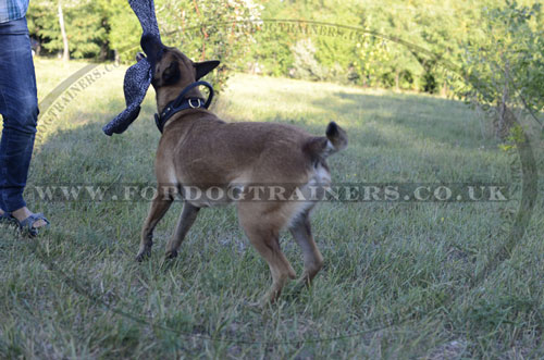 Belgian Malinois Training with Leather Dog Collar with Handle