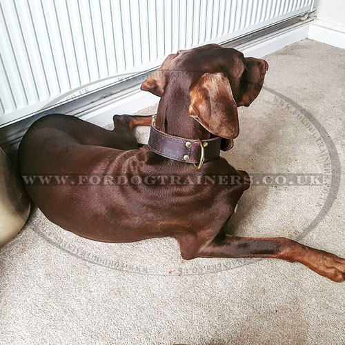 Thick Doberman Collar