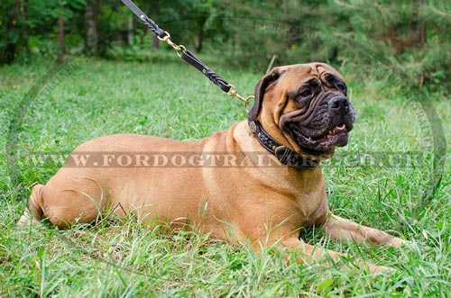 Bullmastiff Leather Dog Collar UK Bestseller