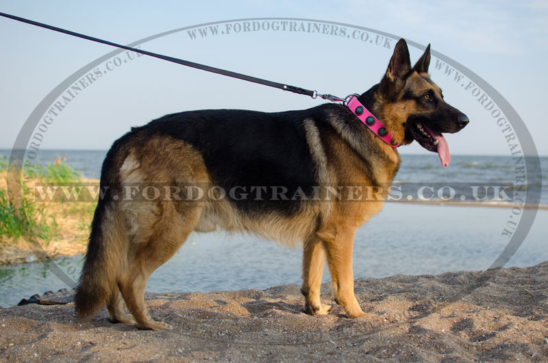 Designer Pink Leather Dog Collar For German Shepherd