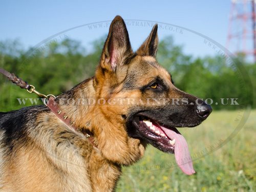 Leather Dog Collar for German Shepherd