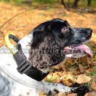 The Best Collar for Springer Spaniel with a Handy Grip