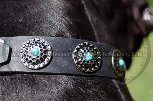 Best Dog Collar for Great Dane