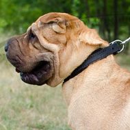 Felt Padded Leather Dog Collar for Shar Pei