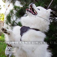 Perfect Small Dog Harness for Japanese Spitz