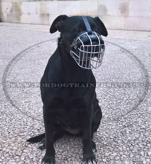 best dog muzzle for Labrador