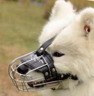 Samoyed Muzzle