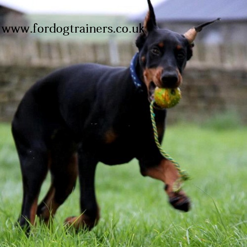 Dog Training Ball UK