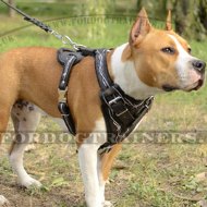 The Best Harness for a Staffordshire Bull Terrier Hand Painted Design Barbed Wire