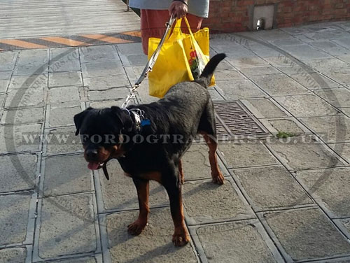 The Best Lead for Rottweiler