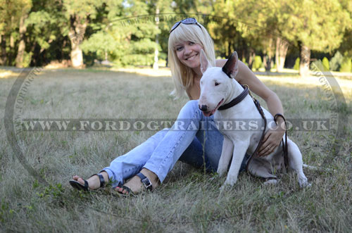 The Best Leash for Bull Terrier