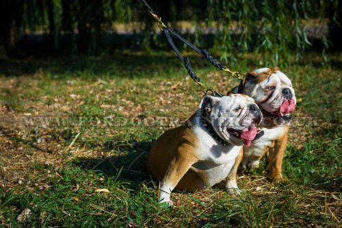 Best Leash for Walking 2 Dogs Together