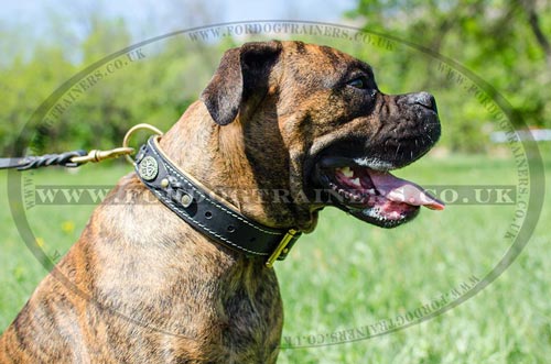 Handmade Leather Dog Collars for Boxer
