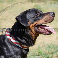 Dog Collars American Straps and Stars Painted Style