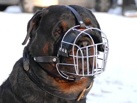 Wire dog muzzle