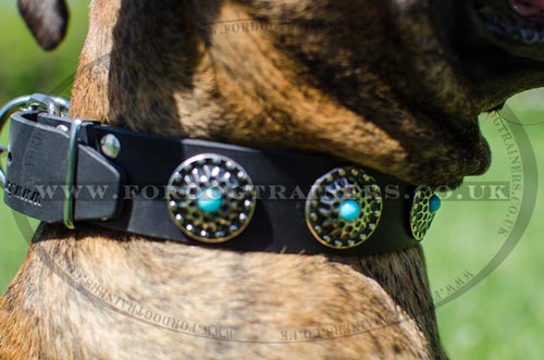 Boxer Dog Collars