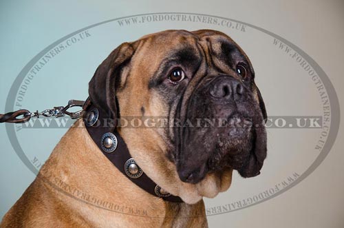Bestseller Vintage Dog Collar for Bullmastiff