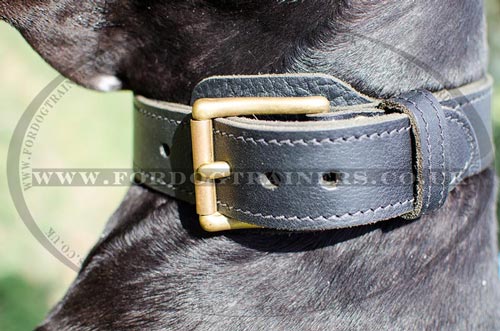 Great Dane Collars UK