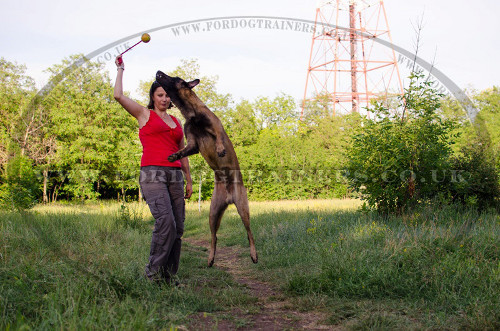 Best Dog Toy Ball on Rope