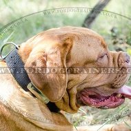 Durable Nylon Dog Collar with ID Tag for Dogue De Bordeaux