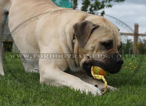 solid rubber dog ball on rope