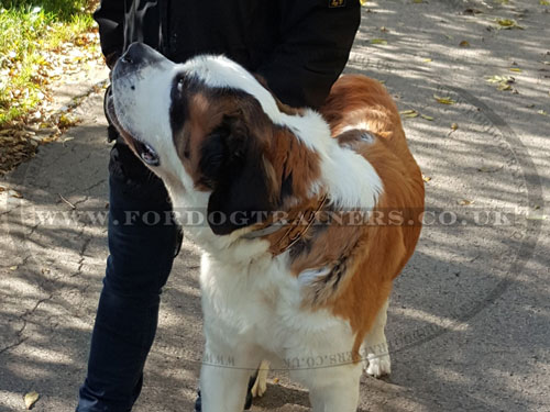 XL Curogan Dog Collar for St Bernard Dog Breed