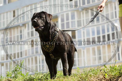 strong leather dog leash