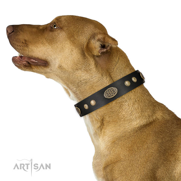 Vintage Dog Collar for Pitbull