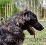 "Sun Pyramids" Nylon Dog Collar with Buckle Caucasian Shepherd