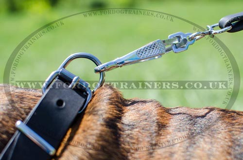 Boxer Dog Collar with Buckle