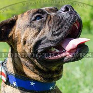 Super Stylish Dog Collars for Boxer Dog Walking