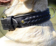 Braided Leather Dog Collar for Labrador | 2 Ply Leather Collar