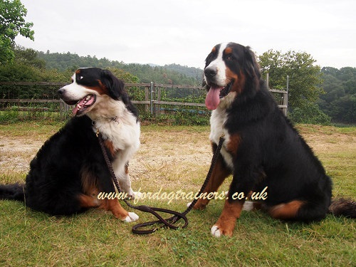 Braided leather dog lead