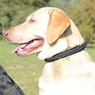 Braided Leather Dog Collar for Labrador | Braided Dog Collar