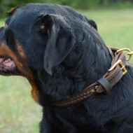 Braided Leather Dog Collar for Rottweiler | Strong Dog Collar