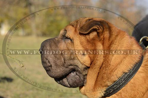Braided Leather Dog Collar