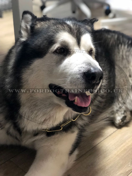 Brass Fur Saver Collar for Malamute