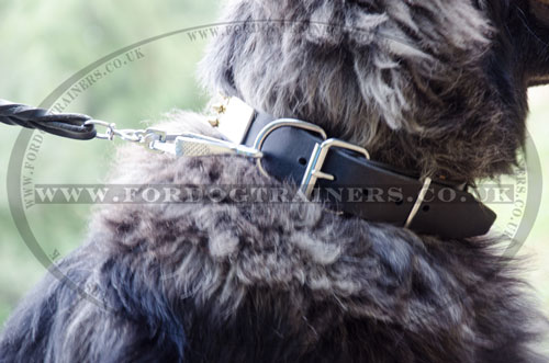 quality soft leather dog collar  for Caucasian Shepherd