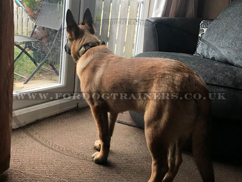 Designer Dog Collar for Belgian Malinois