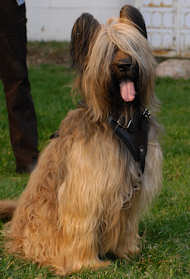 Briard Harness UK Bestseller | Leather Dog Harness for Briard