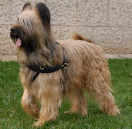 briard