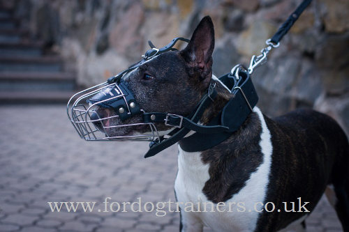 WIde Leather Dog Collar