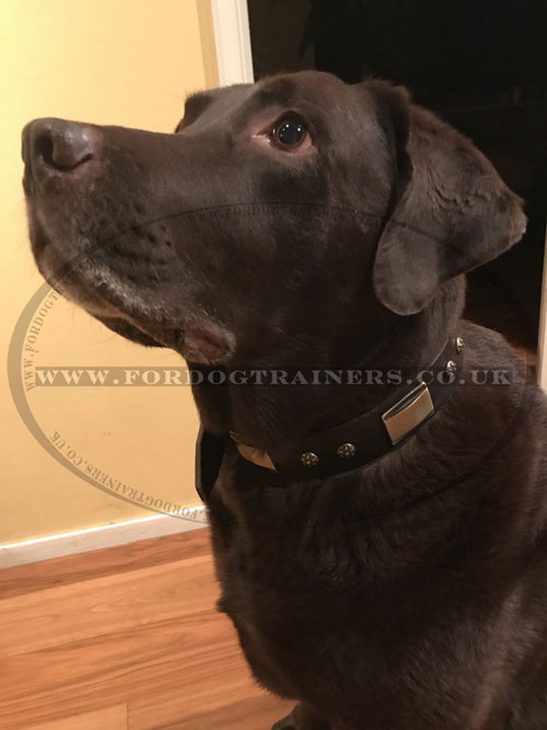 buy brown leather dog collar for Labrador online