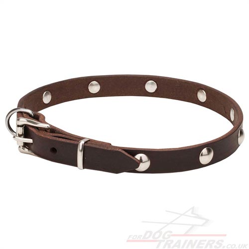 New Nice Dog Collars UK