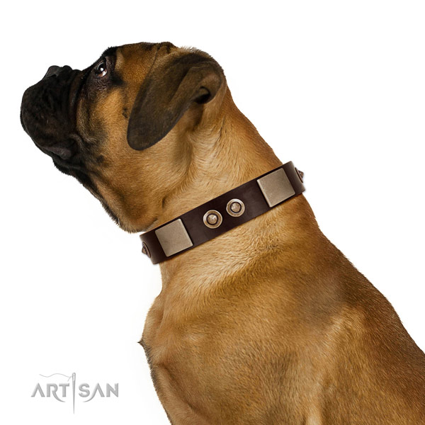 Brown Leather Studded Dog Collar for Bullmastiff