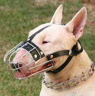 Bullterrier Muzzle